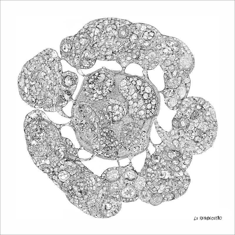 bubble lu paternostro