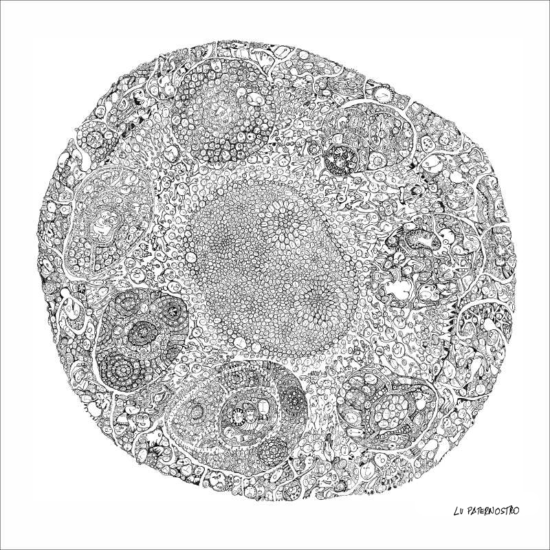 cabeças ocultas lu paternostro